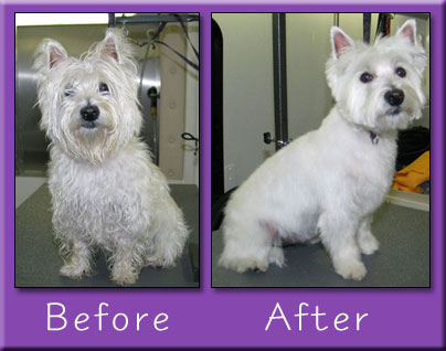 dog grooming in Des Moines